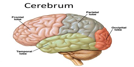 Cerebrum0